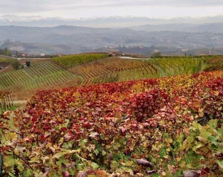 Le colline dei grandi vini delle Langhe sono raggiungibili dall Hotel cavalieri in 15 minuti d' auto